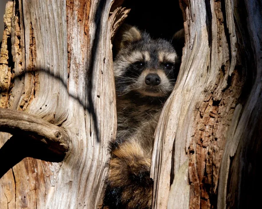 Critter Control Experts pest control